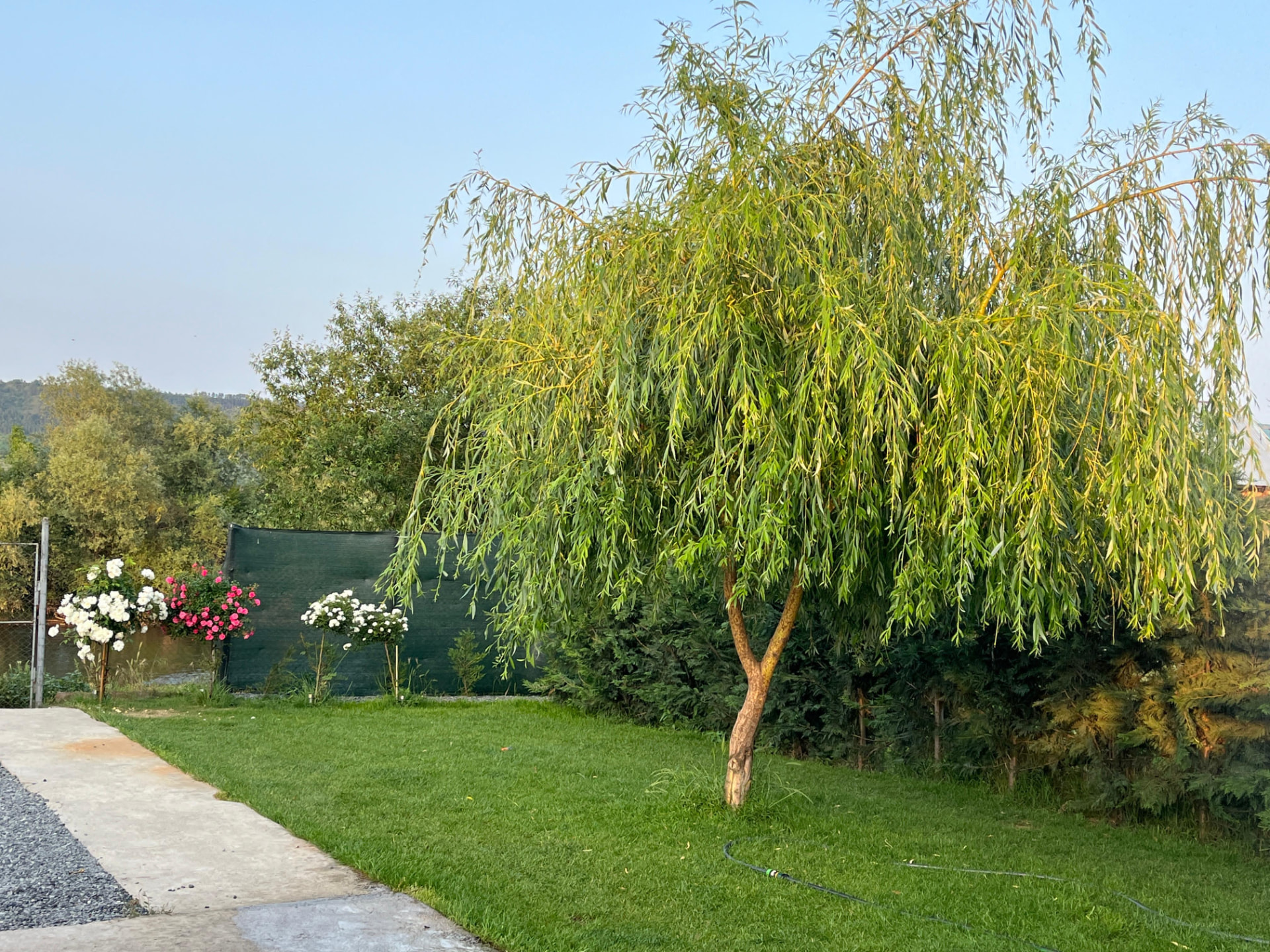 Grădina căsuței cu gazon verde și salcie